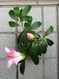 szk080325 008.01.jpg