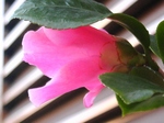 szk080325 019.01.jpg