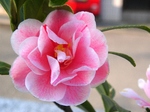 szk080327 002.01.jpg
