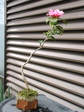 szk080330 012.01.jpg