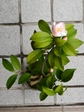 szk080330 027.01.jpg