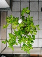 szk080330 037.01.jpg