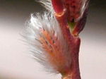 szk080330 038.01.jpg