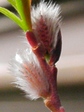 szk080330 039.01.jpg