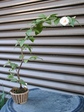 szk080402 008.01.jpg