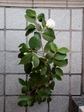 szk080402 014.01.jpg