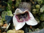 szk080404 016.01.jpg