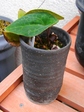 szk080404 027.01.jpg