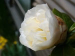 szk080406 006.01.jpg