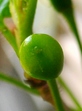 szk080406 014.01.jpg