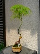 szk080406 047.01.jpg