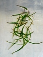 szk080406 048.01.jpg