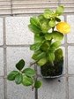 szk080407 013.01.jpg