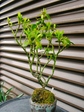 szk080407 014.01.jpg