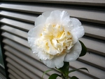 szk080408 001.01.jpg