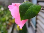 szk080409 004.01.jpg