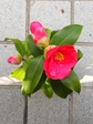 szk080412 004.01.jpg