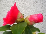 szk080412 009.01.jpg