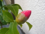 szk080412 010.01.jpg