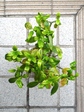szk080415 001.01.jpg
