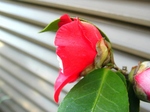 szk080415 007.01.jpg