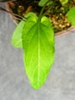 szk080419 011.01.jpg