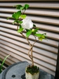 szk080419 022.01.jpg