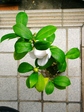 szk080419 027.01.jpg