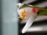 szk080419 040.01.jpg