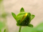 szk080425 011.01.jpg
