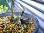 szk080425 026.01.jpg