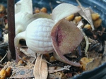 szk080425 034.01.jpg