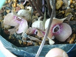 szk080425 035.01.jpg