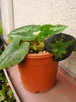 szk080426 010.01.jpg
