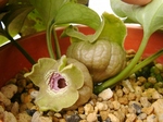 szk080426 013.01.jpg