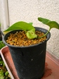 szk080426 024.01.jpg