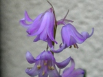 szk080429 013.01.jpg