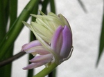 szk080429 014.01.jpg