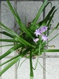 szk080429 015.01.jpg