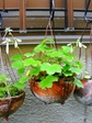 szk080429 025.01.jpg