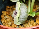 szk080502 014.01.jpg