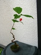 szk080509 001.01.jpg