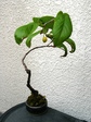 szk080509 004.01.jpg