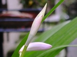 szk080513 004.01.jpg