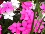 szk080513 006.01.jpg