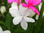 szk080513 010.01.jpg