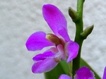szk080516 004.01.jpg