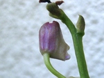 szk080516 005.01.jpg