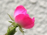 szk080524 005.01.jpg