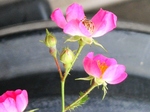 szk080524 008.01.jpg